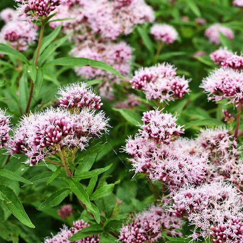 Valerian