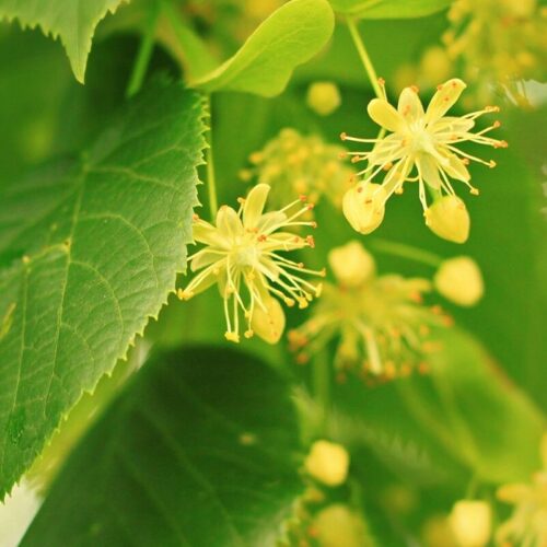 Linden
