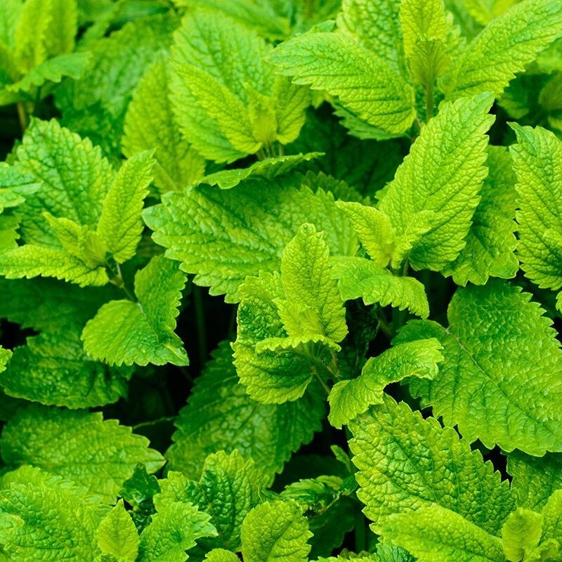 Lemon balm