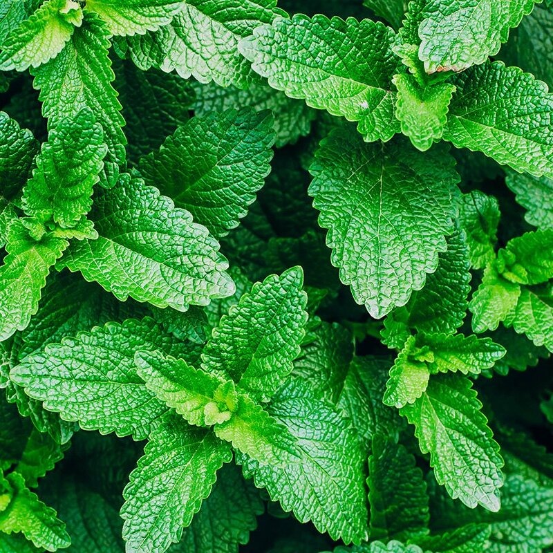 Pepper mint