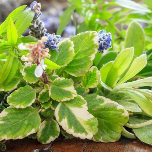 Other herbs