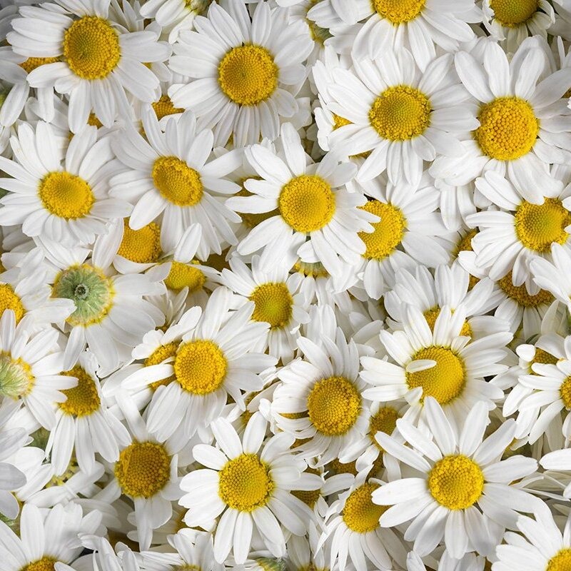 Chamomile