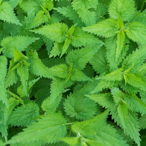 Nettle