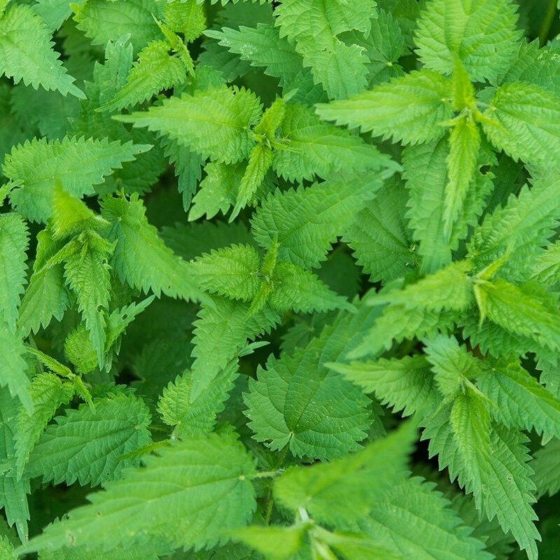 Nettle