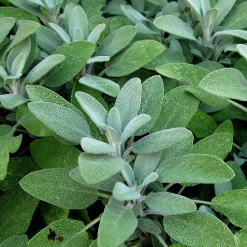 Sage