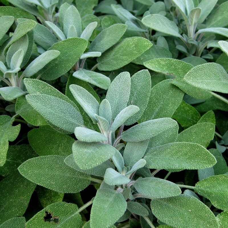 Sage