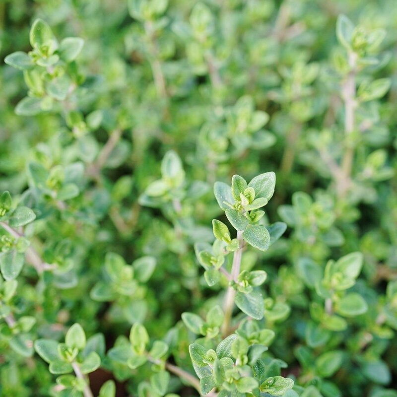 Thyme